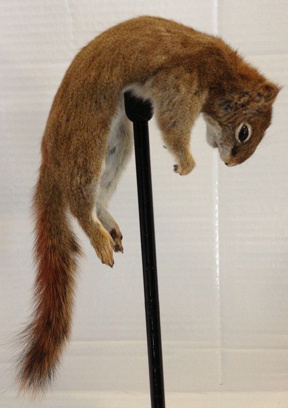 Abert Squirrel Mount Page 2